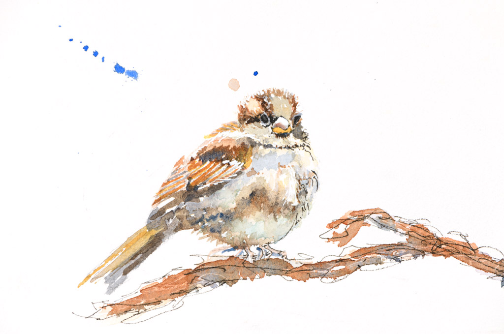 Sparrow Head-on